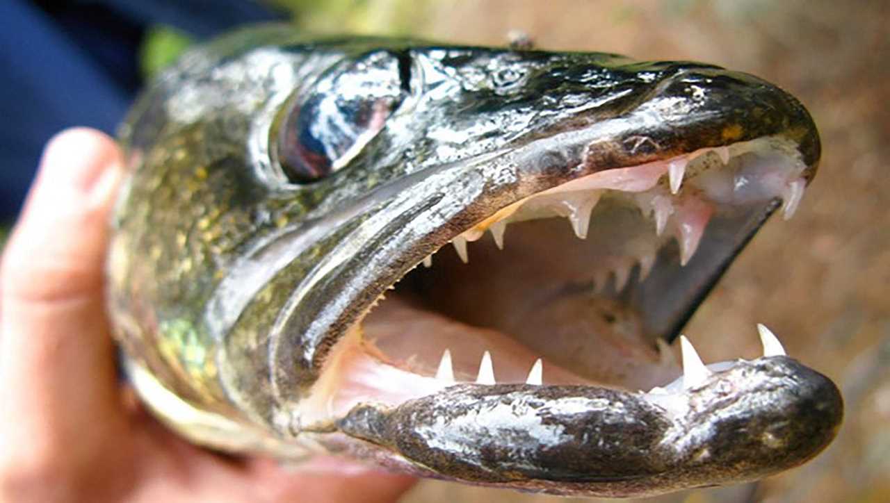 Walleye Idaho