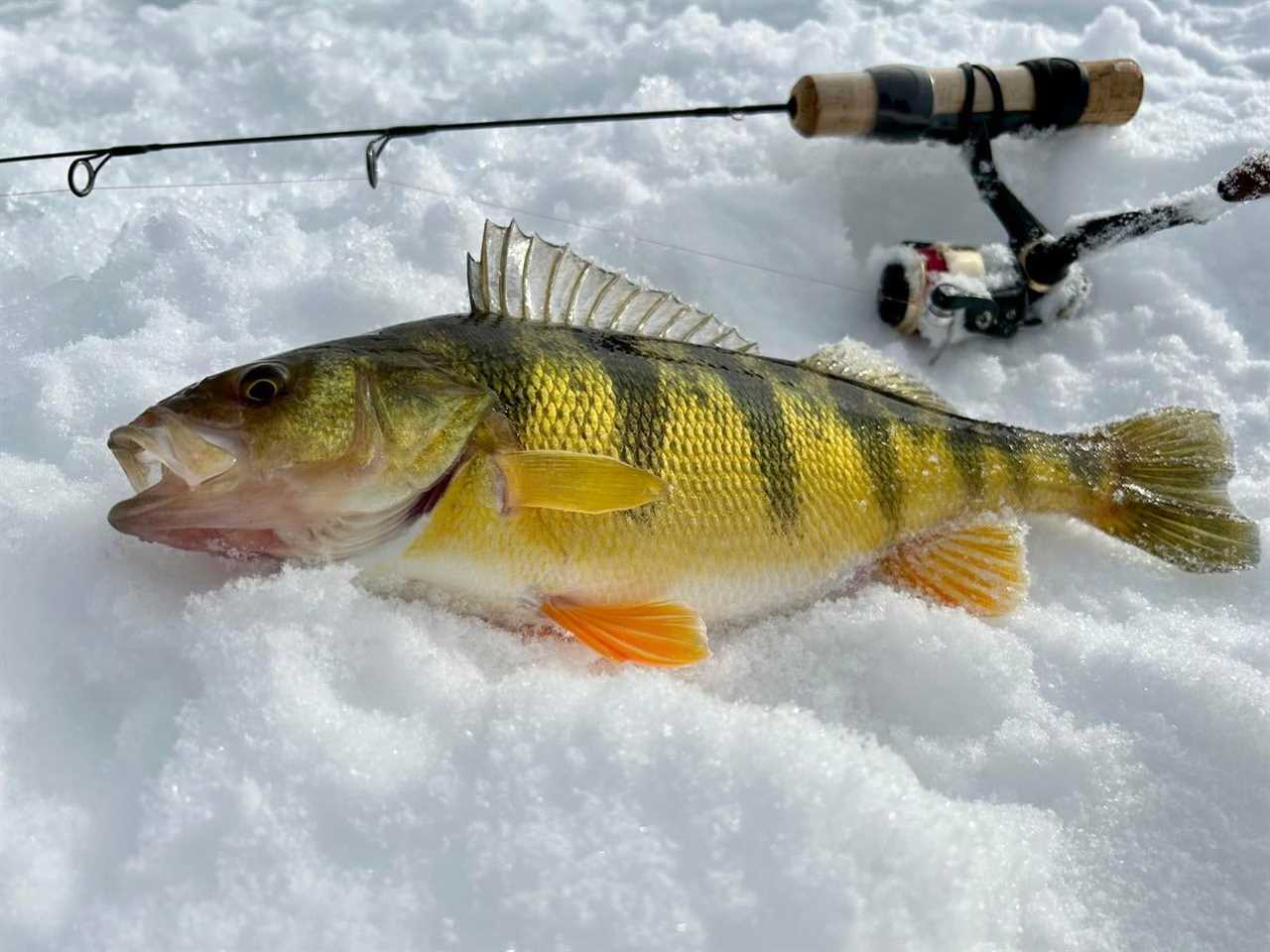 jumbo perch illegally stocking walleye 3