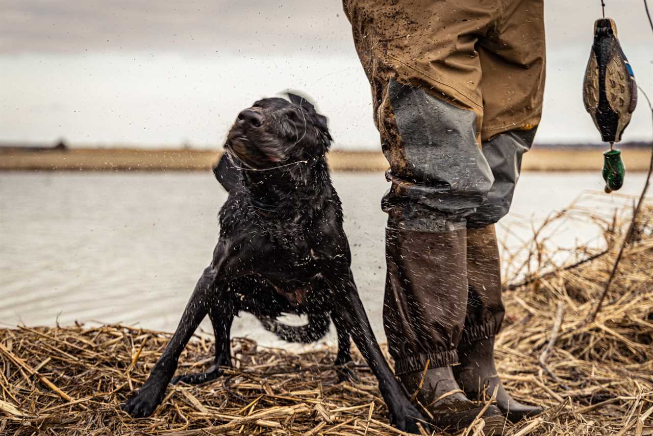 Black lab hunting dog