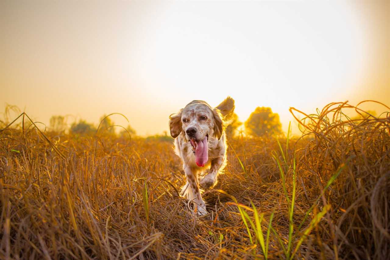 English setter hunting dog