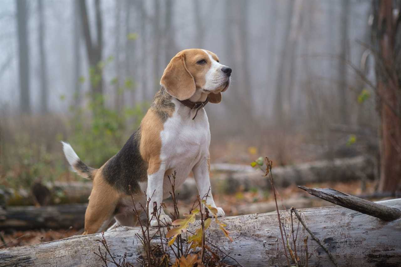 beagle hunting dog