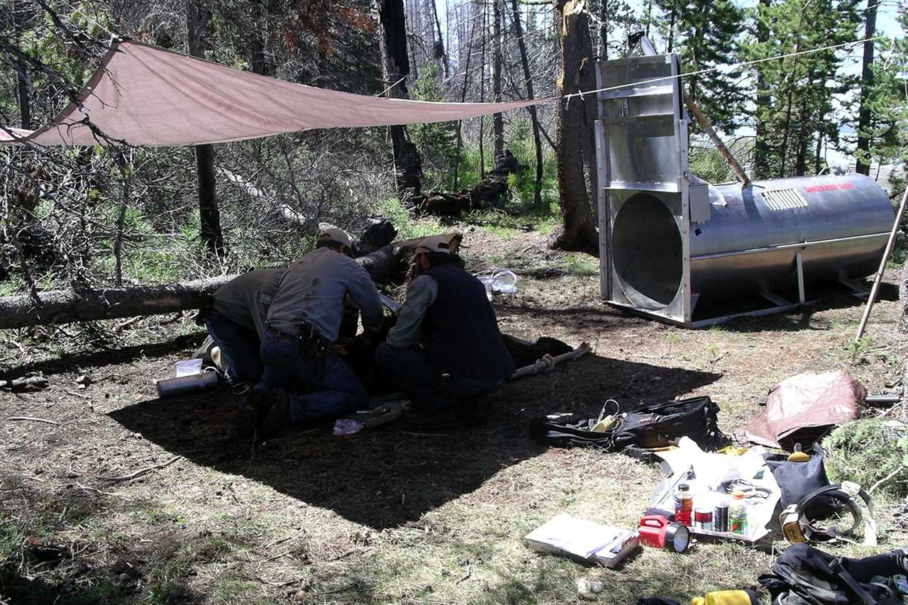 biologists with trapped bear