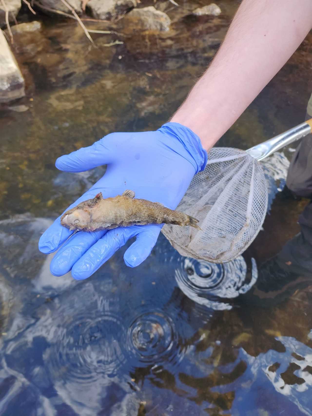 dead fish ohio train derailment