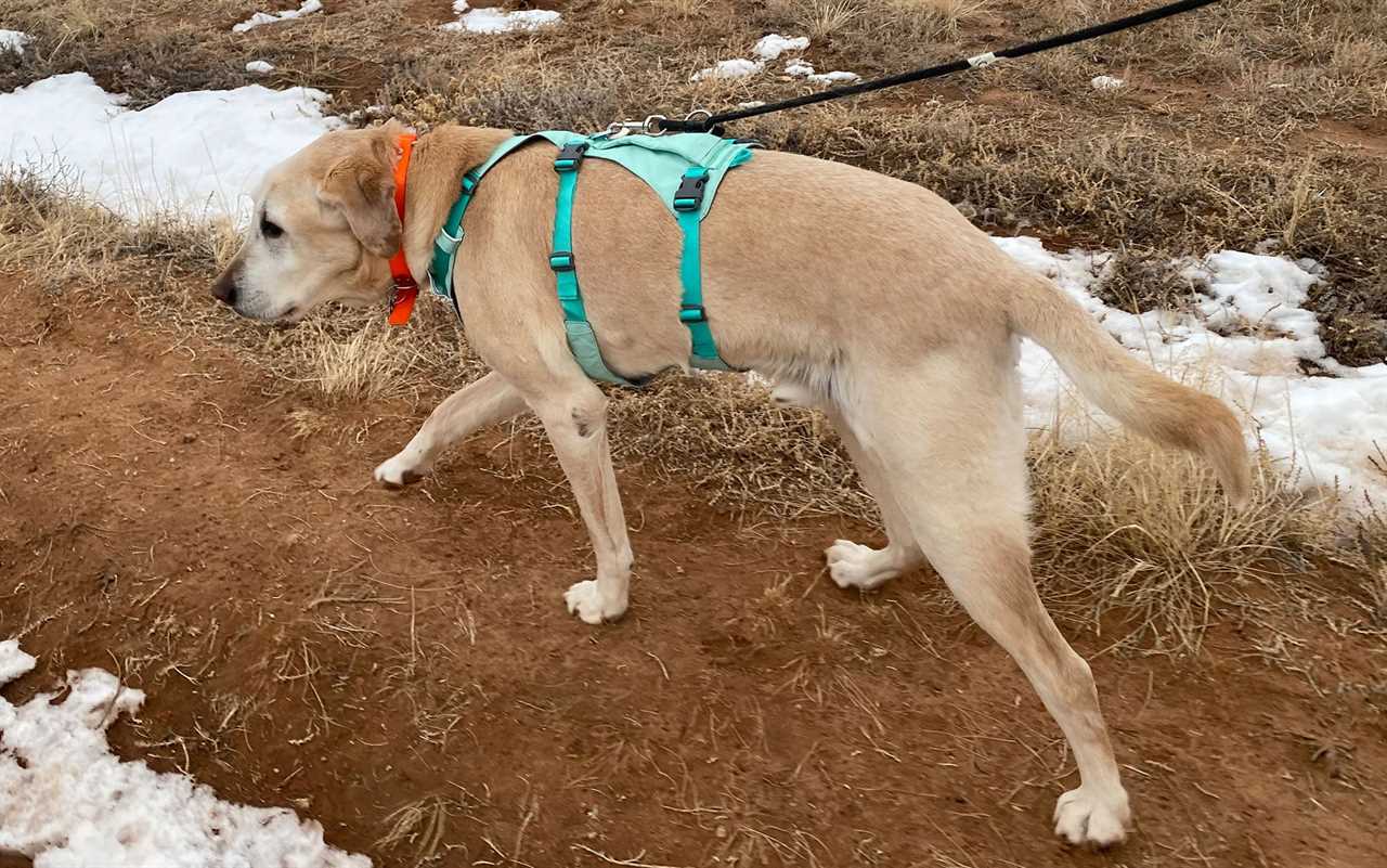 The Ruffwear Flagline Dog Harness is the best overall.