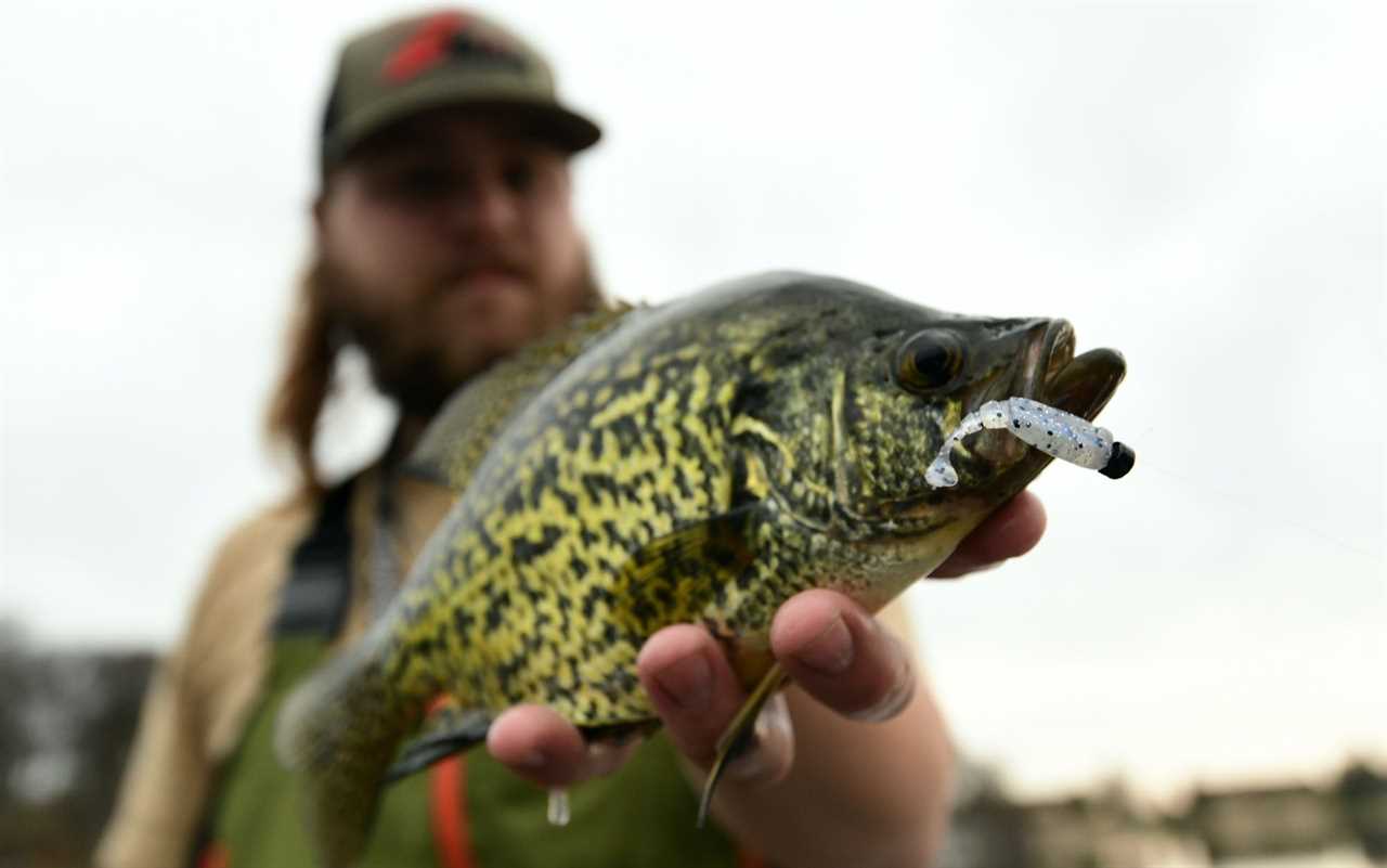 he Z-Man Micro Finesse Shad FryZs in a crappie's mouth.