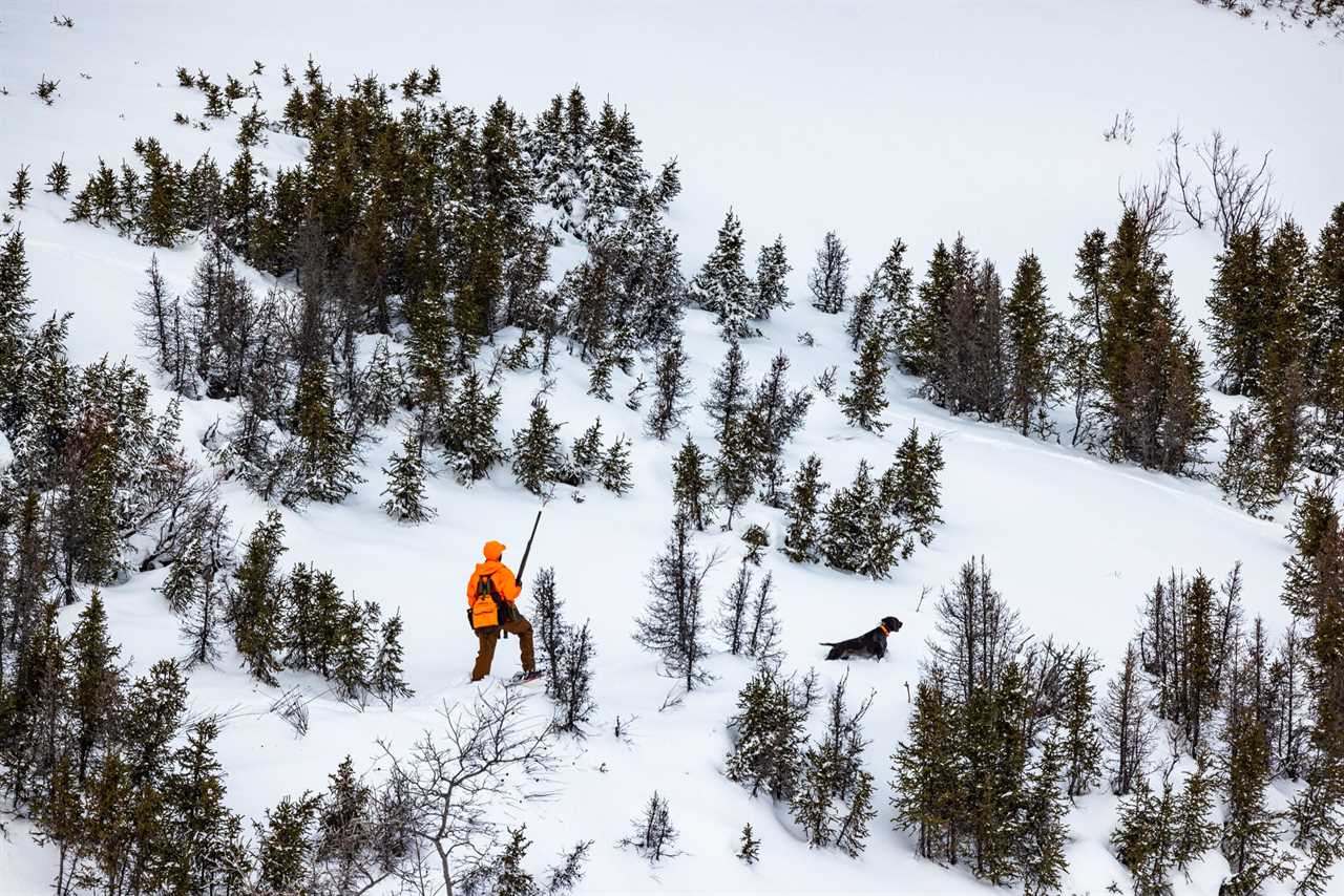 A hunter on skis approaches his bird dog on point.