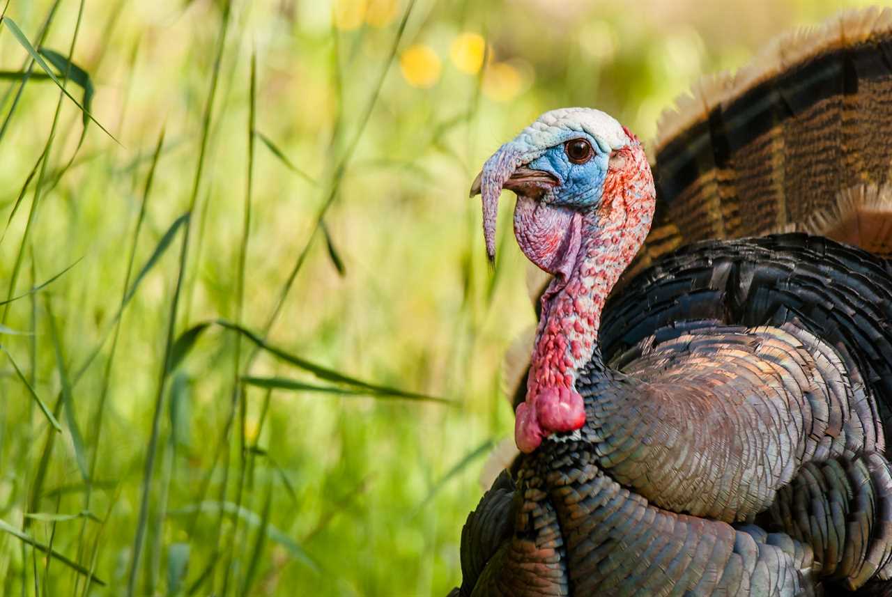turkey vision 1