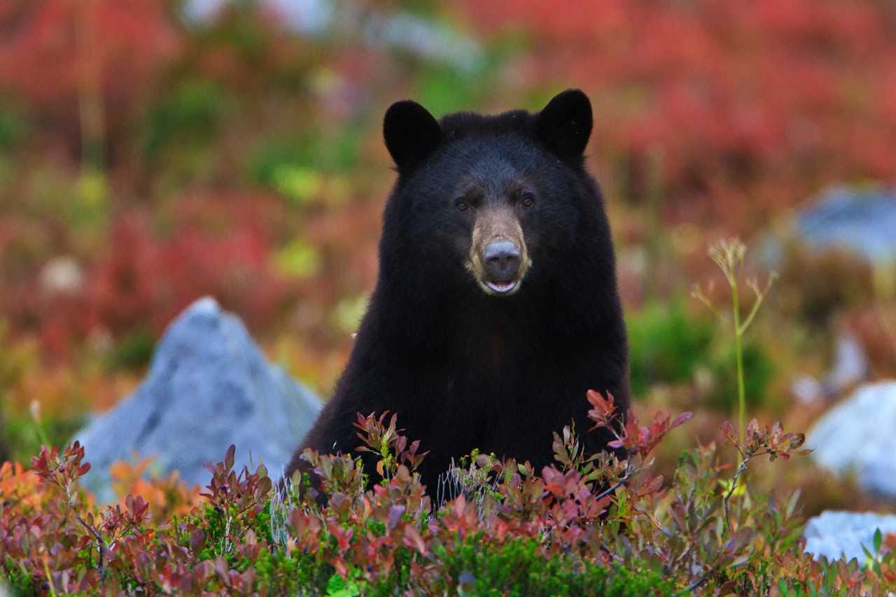 black bear in washington