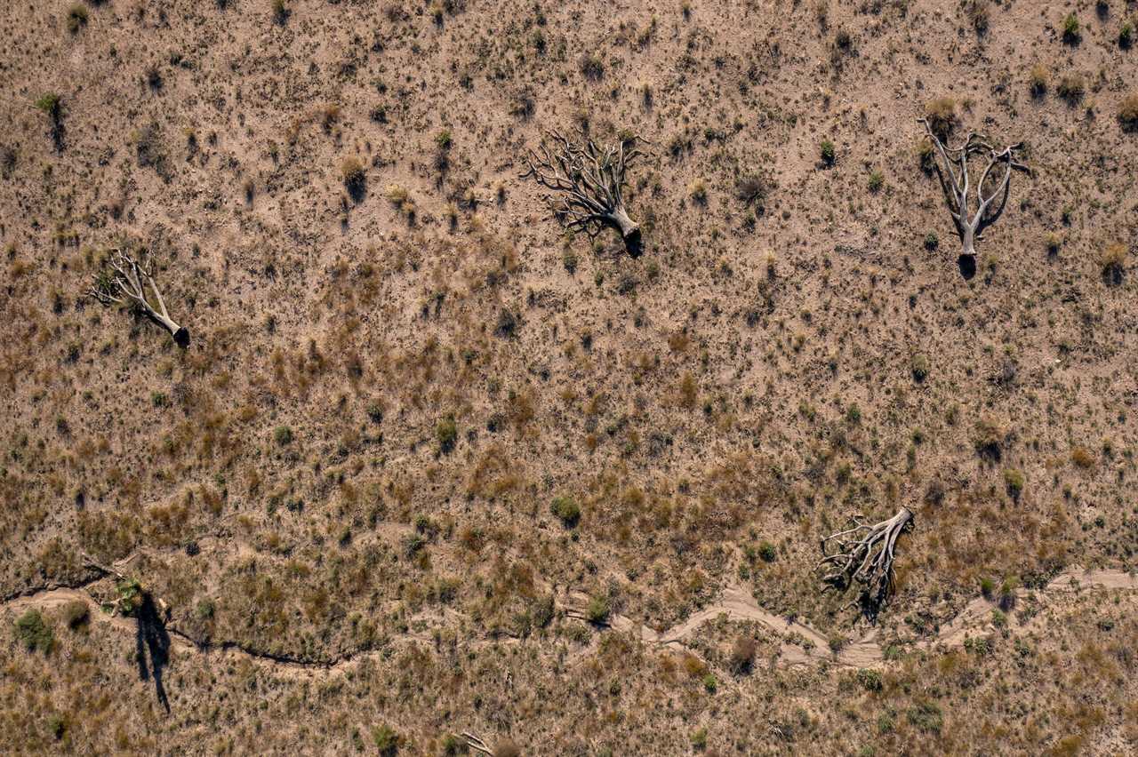 Joshua trees in the desert outside of Los Angelese