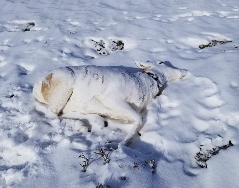 Rare Pneumonia Outbreak Kills 200 Pronghorn Antelope in Western Wyoming