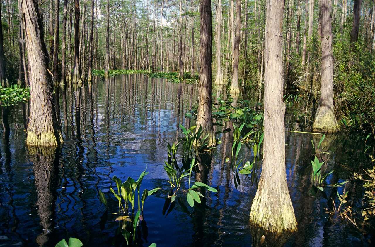 Blackwater swamp in Okenfenokee.