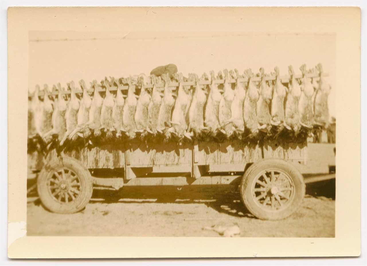 truck with dead jackrabbits