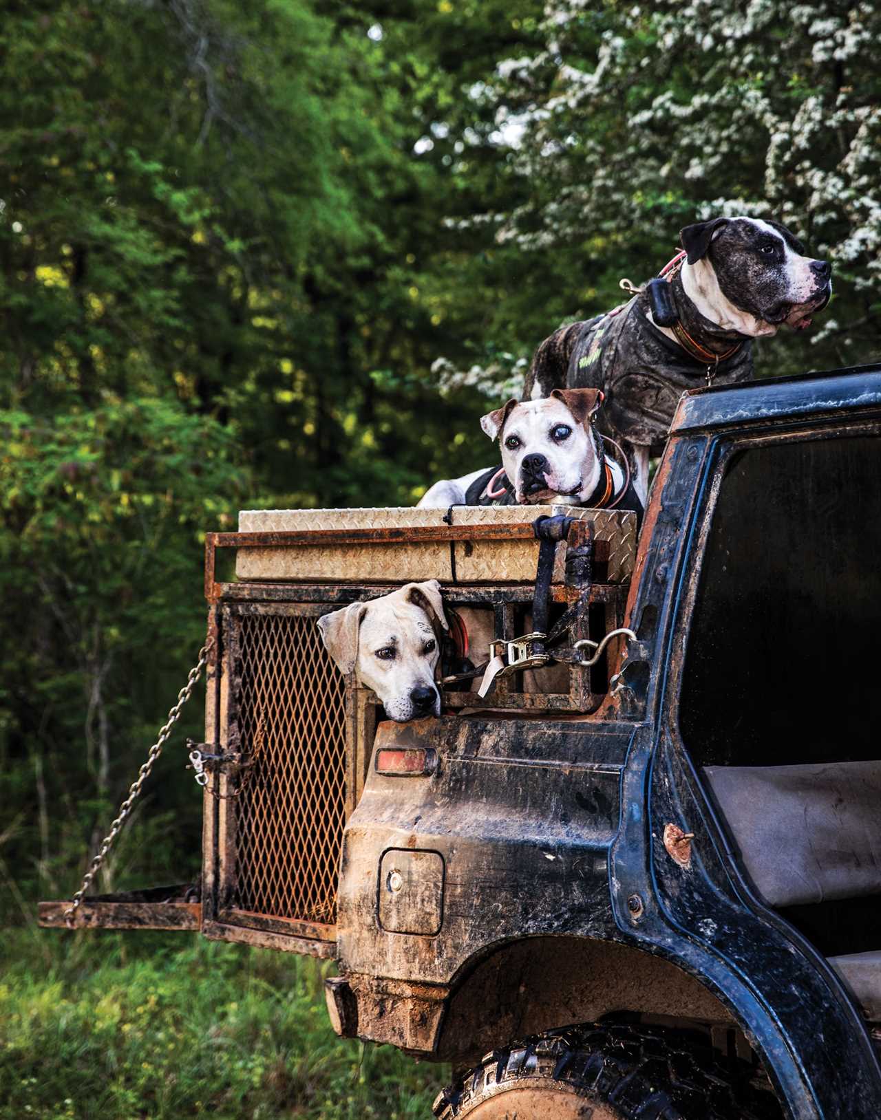 Two hog dogs loaded into a UTV.