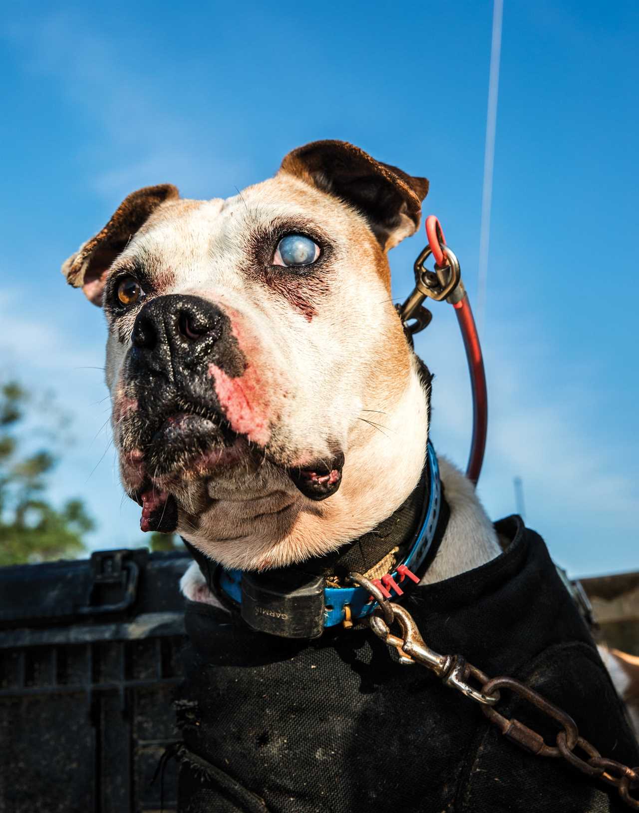 A hog dog with a cloudy eye.