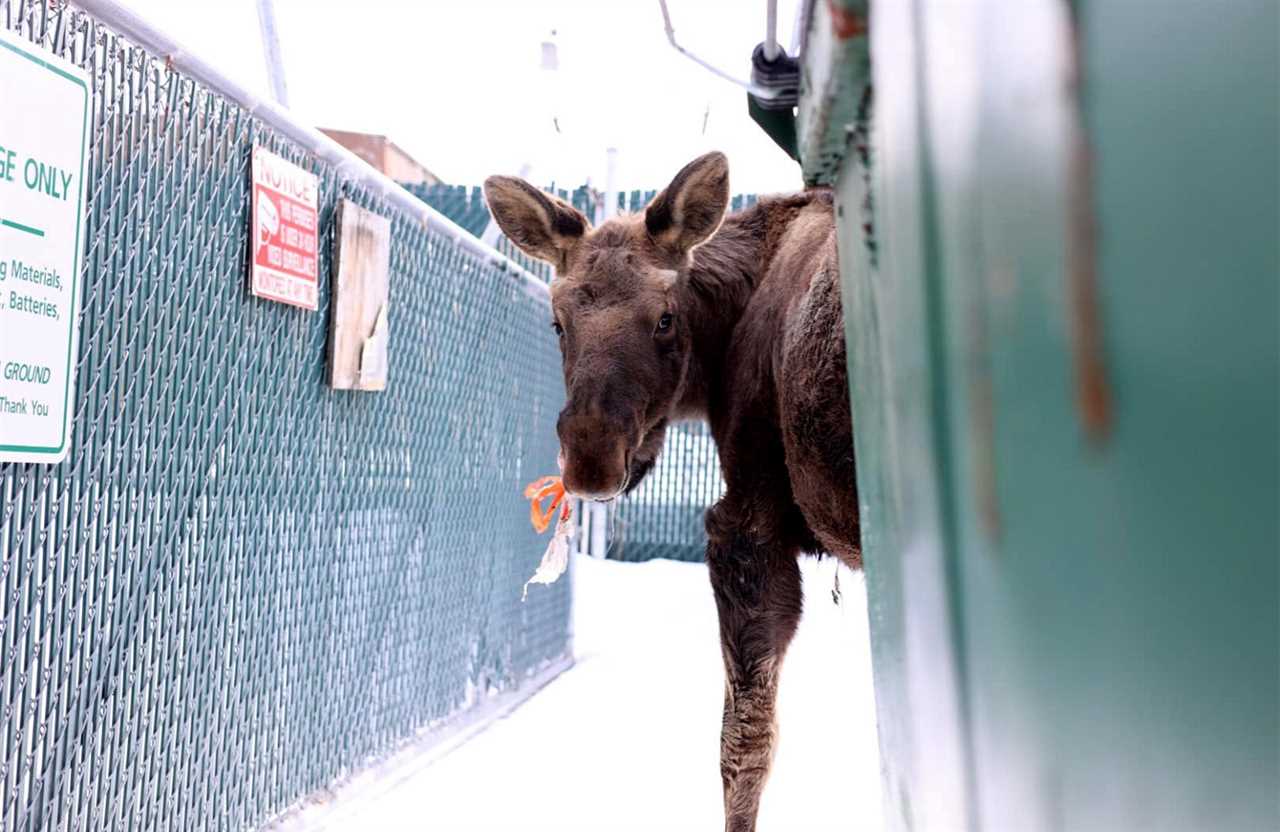 ak man saves moose garbage bag