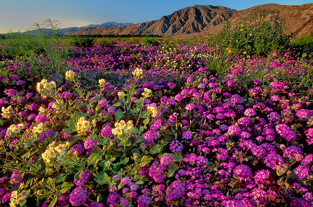 Photo of wildflowers