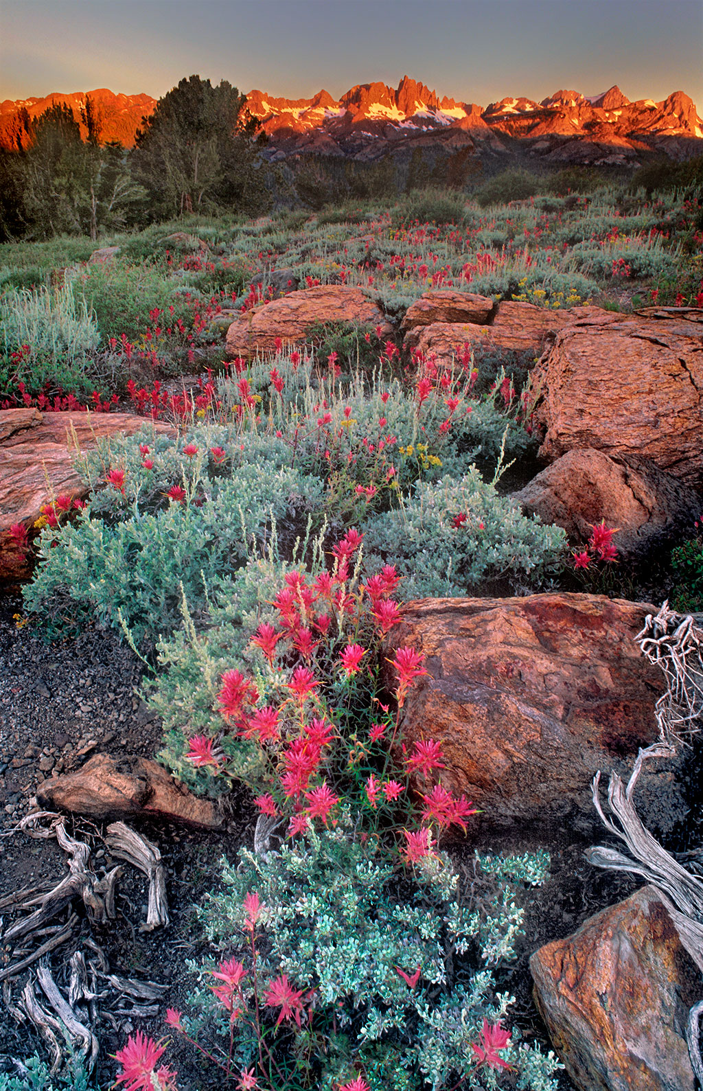 Photo of wildflowers