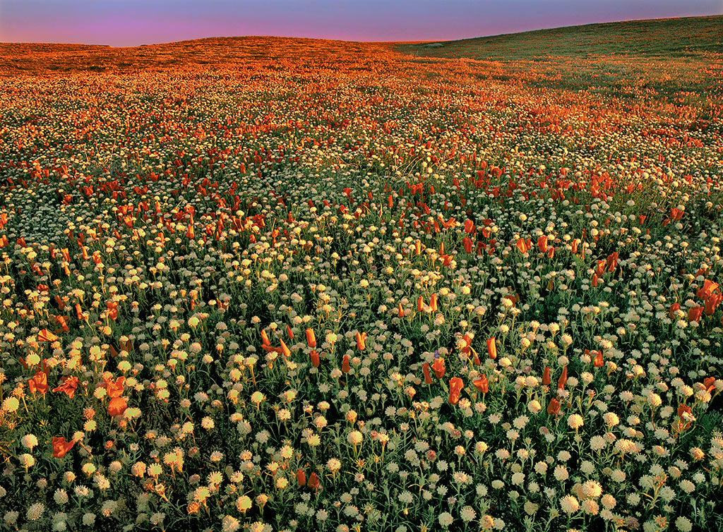 Photo of poppies