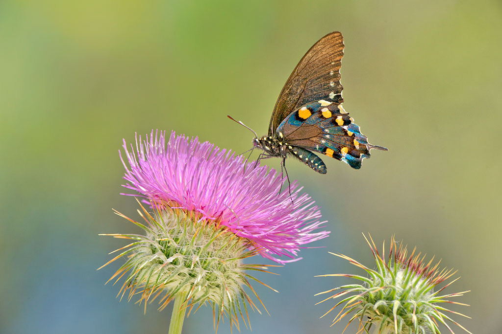 Photo of a butterfly