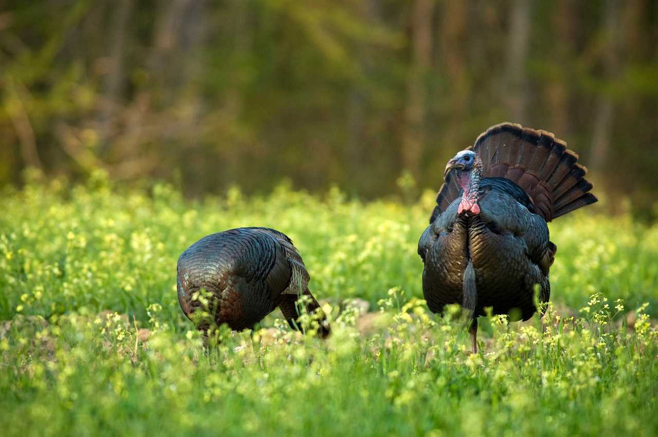 what do wild turkeys eat 1