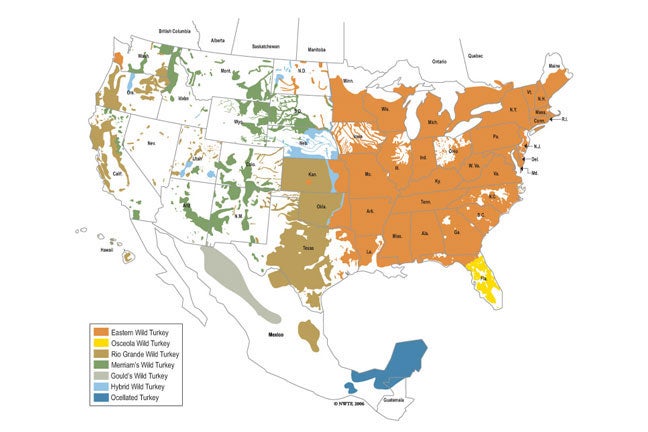 wild turkey subspecies range map