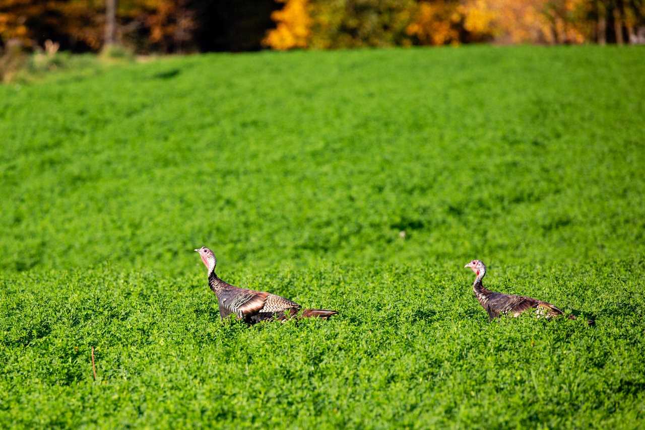 Turkeys walking through alfalfa.