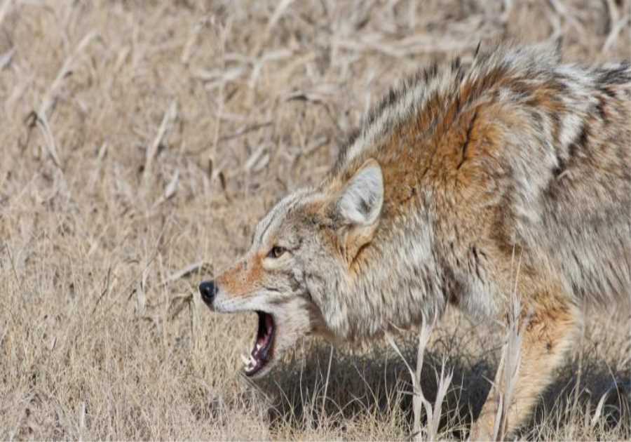 How Often Do Coyotes Attack Humans?