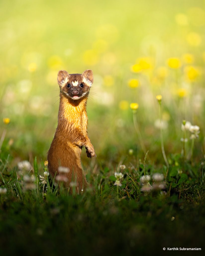 Photo Of The Day By Karthik Subramaniam