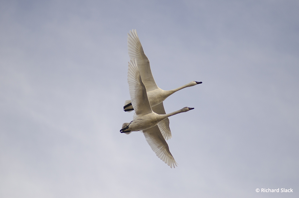 Photo Of The Day By Richard Slack