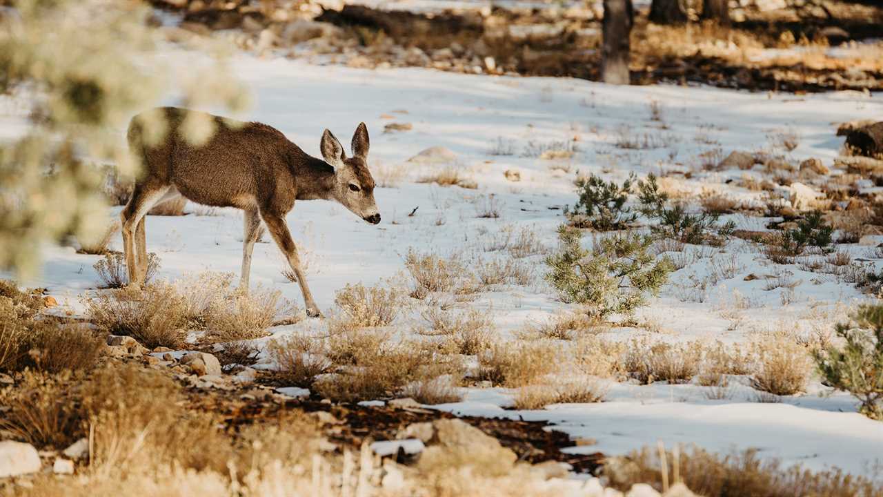 deer in snow, brown vegetation