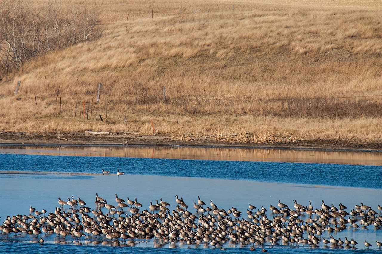 Wild Game Power Rankings: What Species Have the Best Shot at Surviving Climate Change?