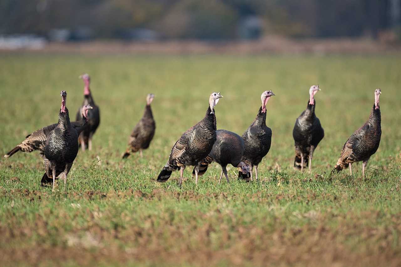 Wild Game Power Rankings: What Species Have the Best Shot at Surviving Climate Change?