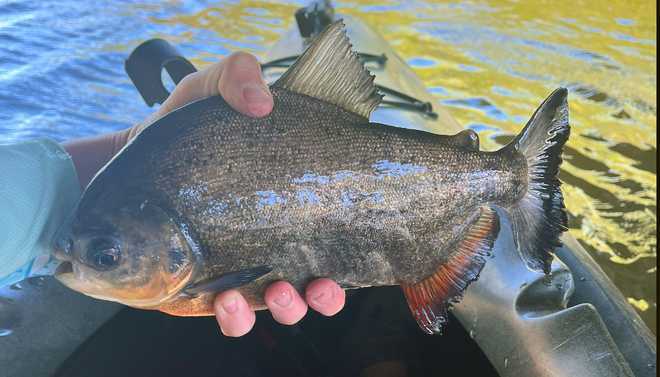 Teen Pulls Toothy, Piranha-Like Fish from South Carolina Lake