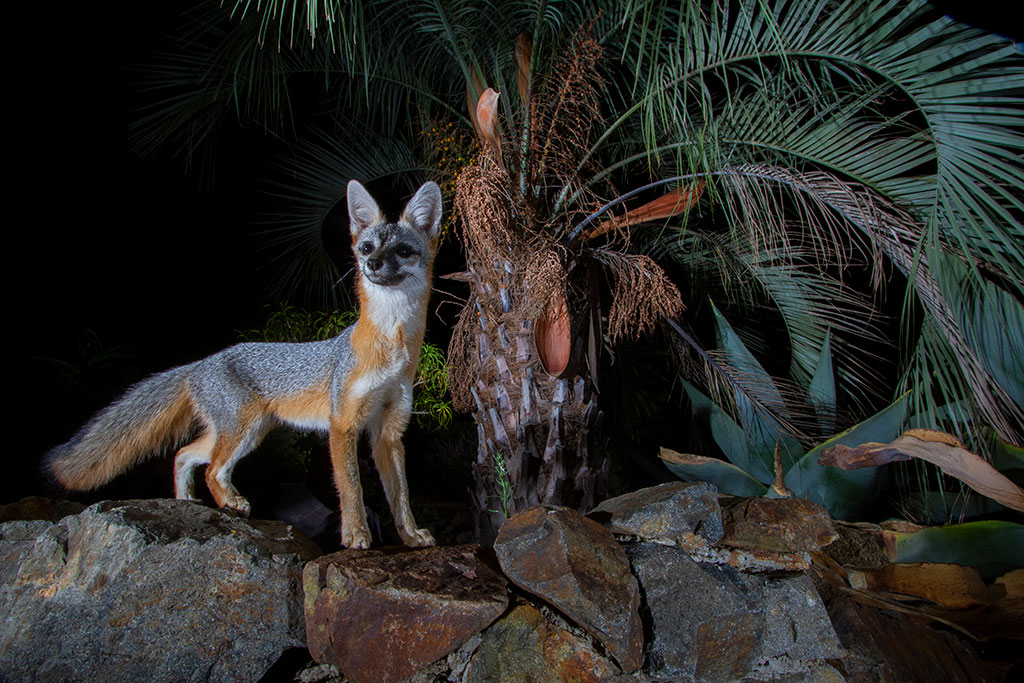 Photo of a gray fox