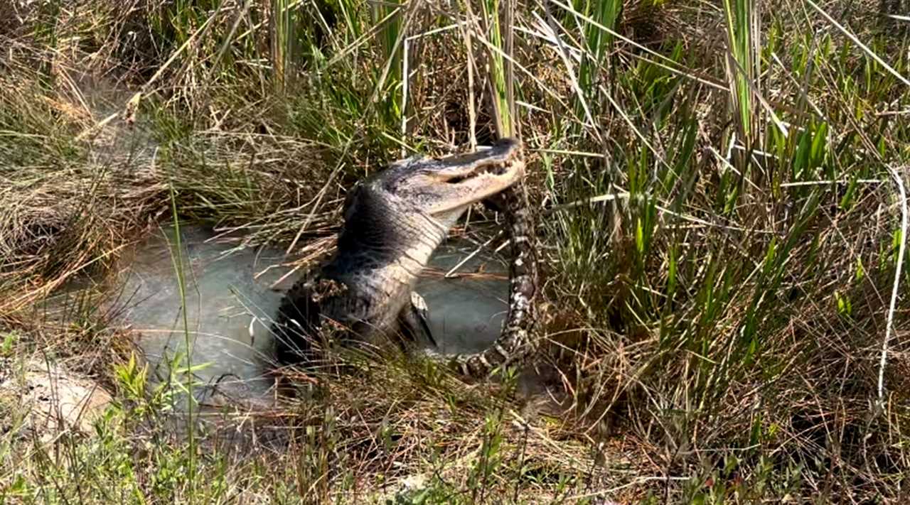 florida alligator python