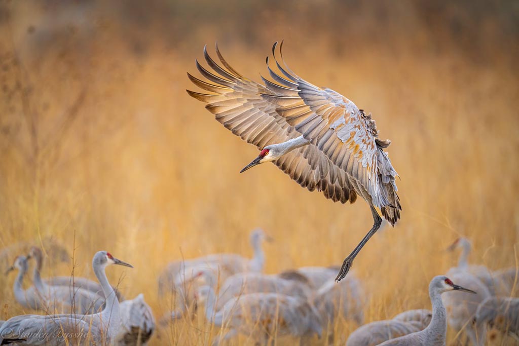 Photo Of The Day By Stan Bysshe