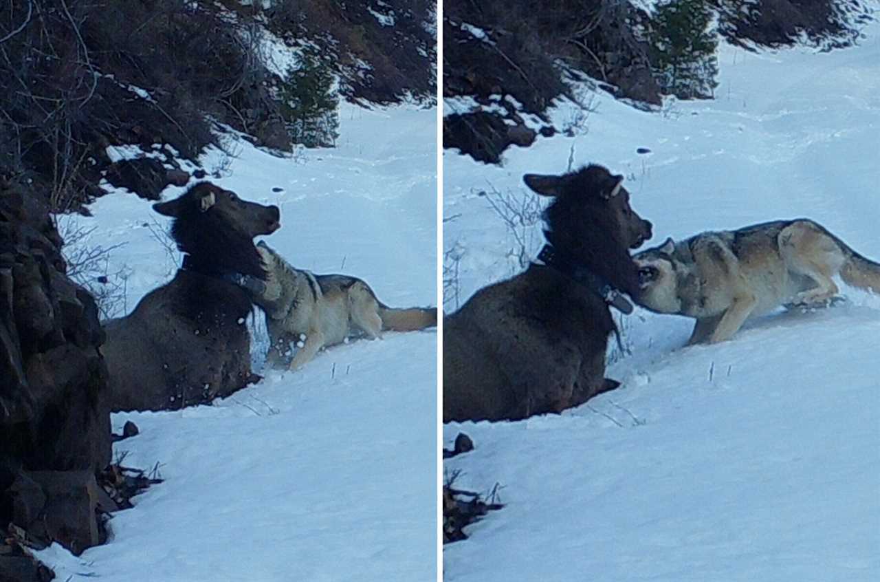 wolf kills elk