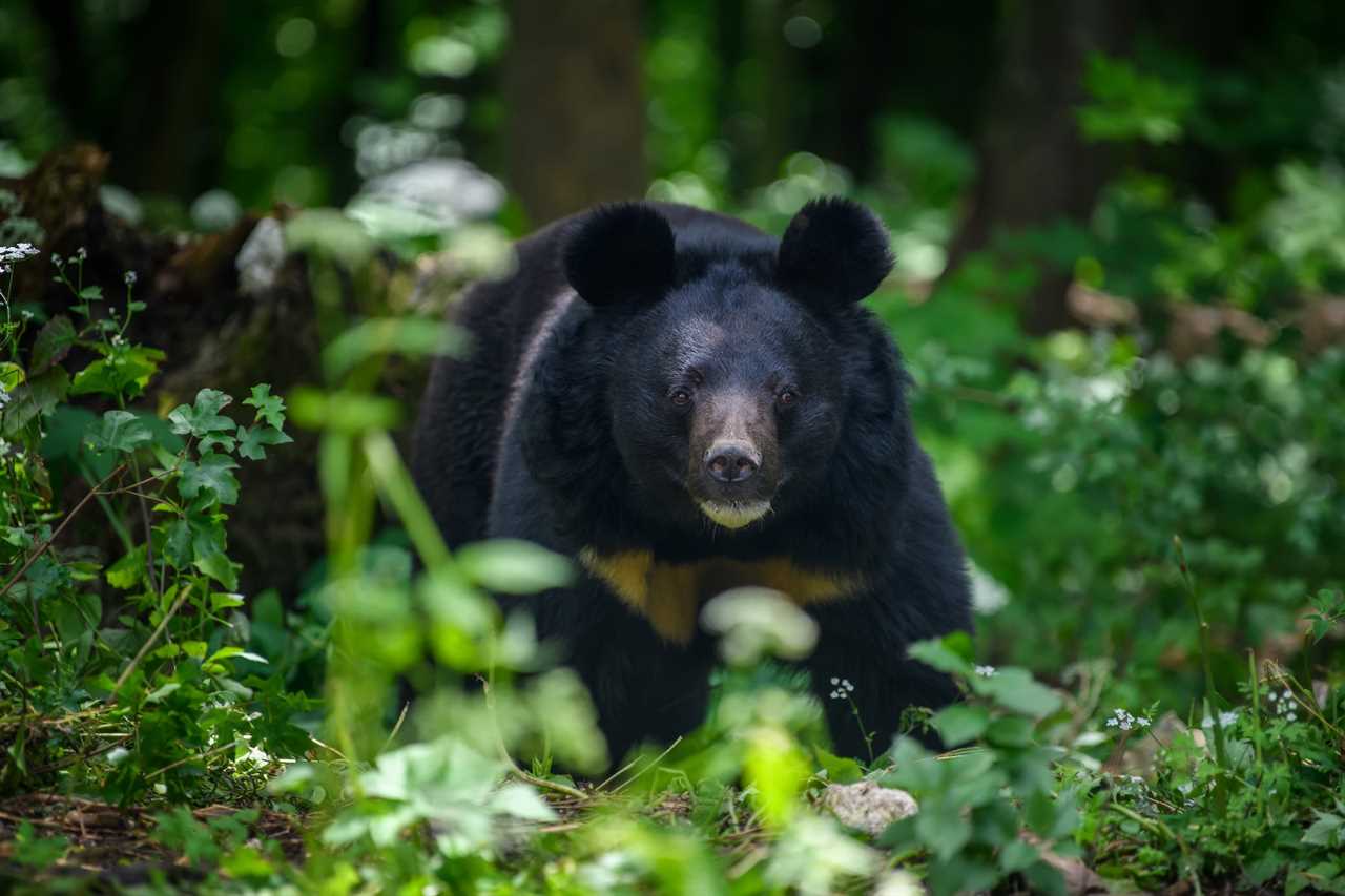 bear meat vending machine 1