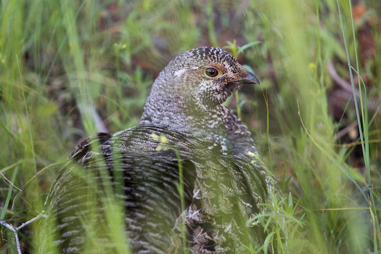 canadian grouse poacher 1