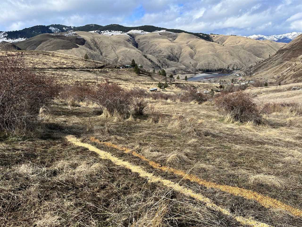 PIles of corn and bait spread out in a row to attract deer and elk.