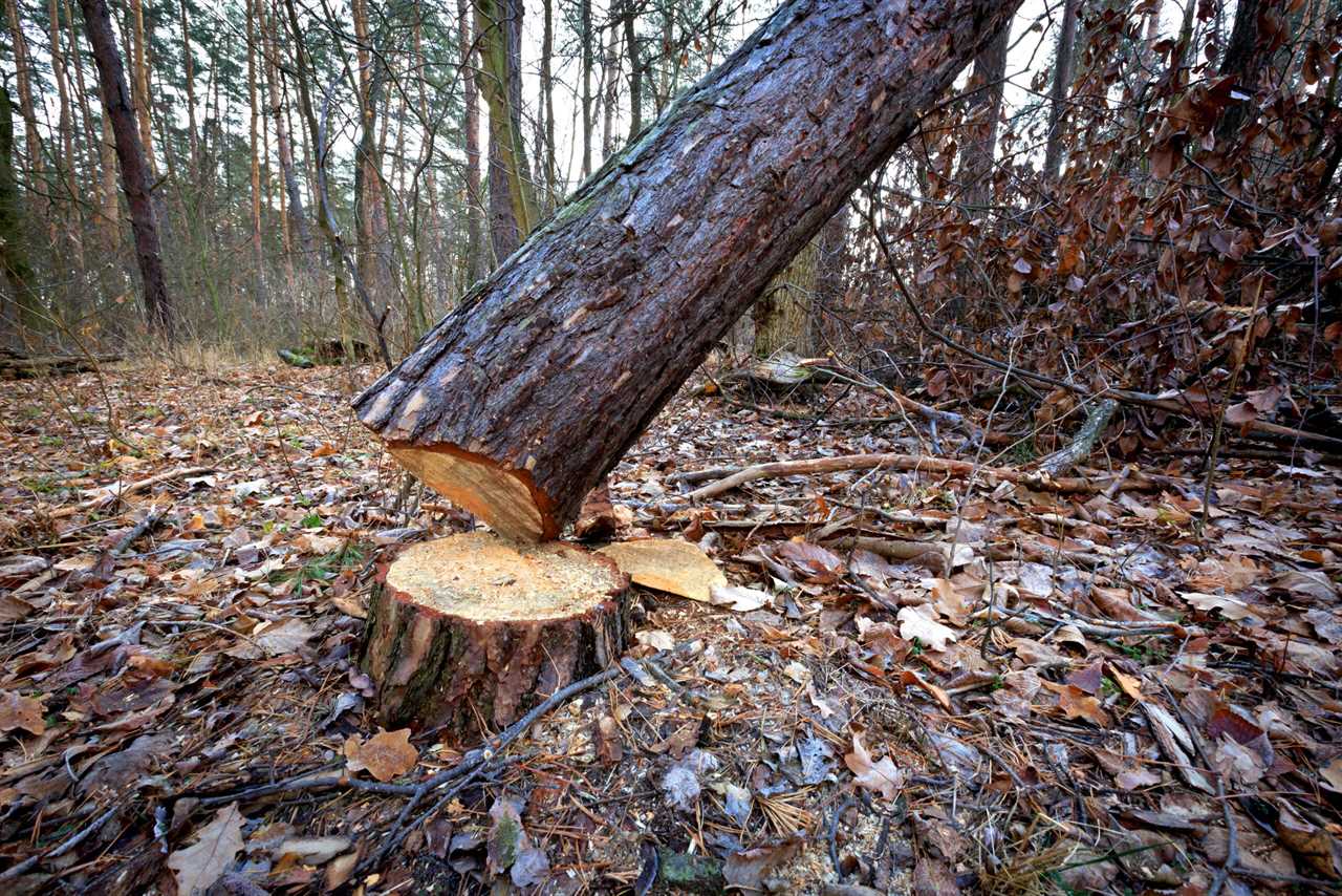 cut down tree in forest