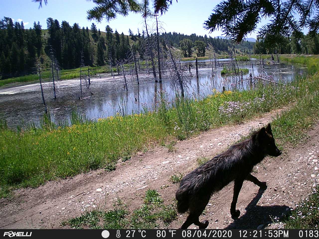 wolf on camera trap