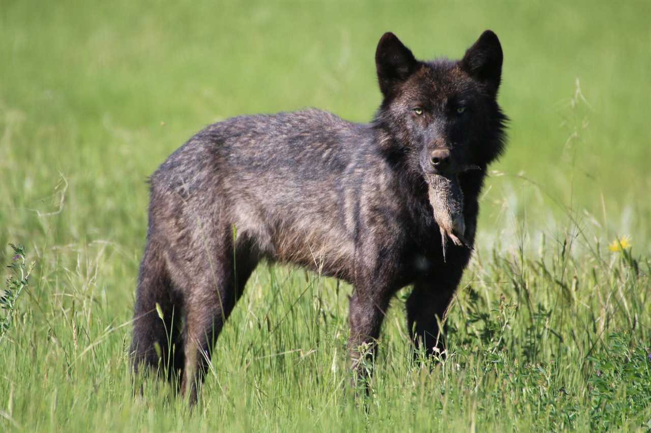 wolf eating small rodent