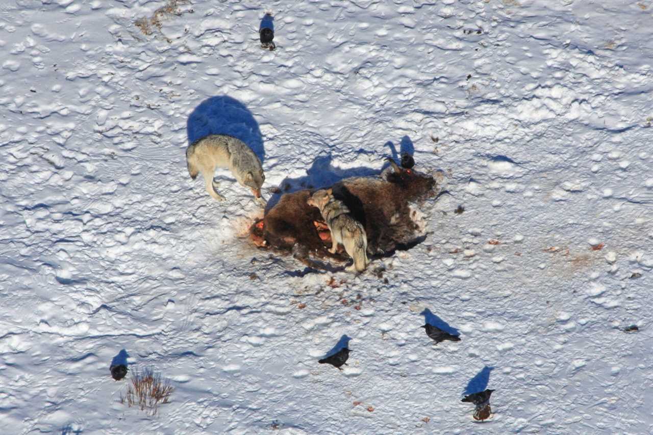 wolves eating bison