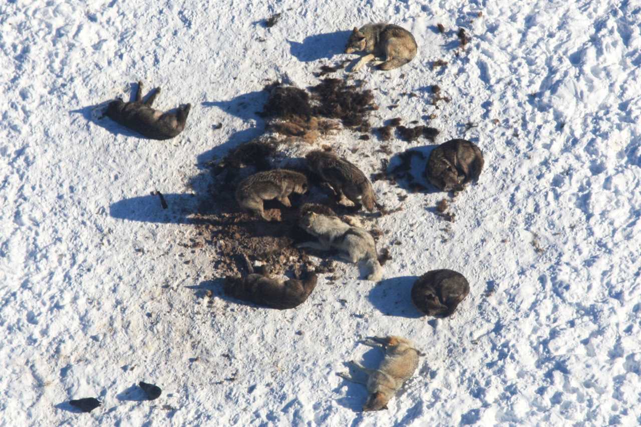 wolves napping after feeding