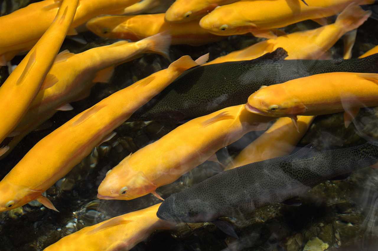 palomino trout hatchery