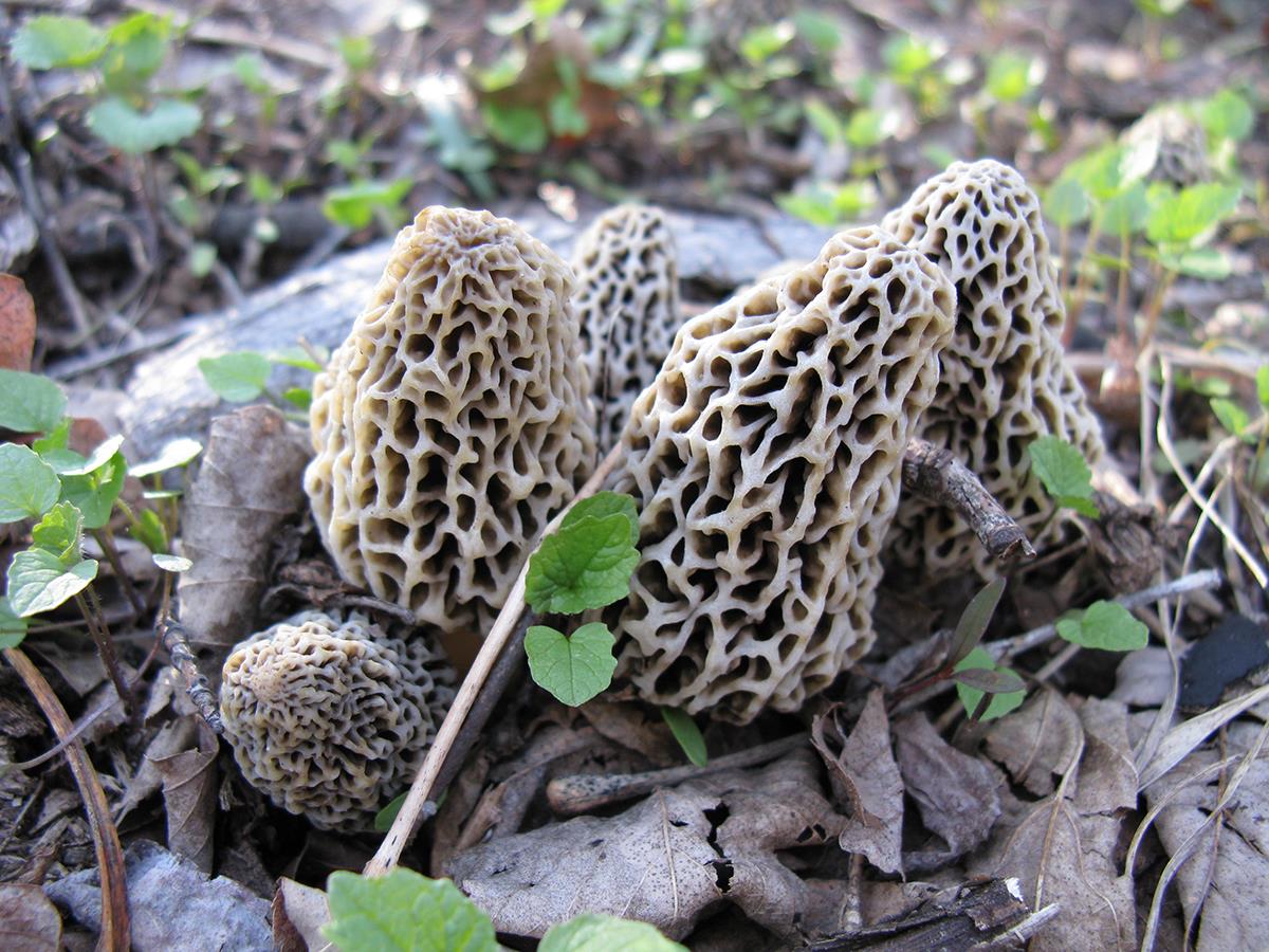 morel mushroom