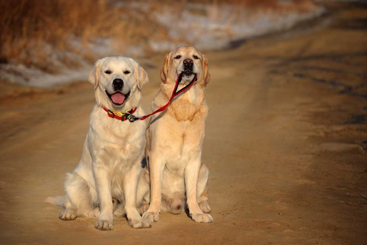 golden retriever vs labrador retriever