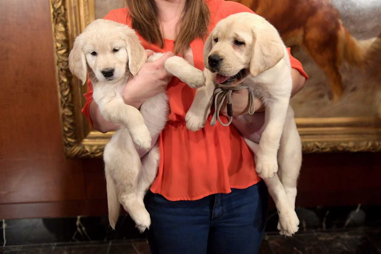 golden retriever and yellow lab puppy