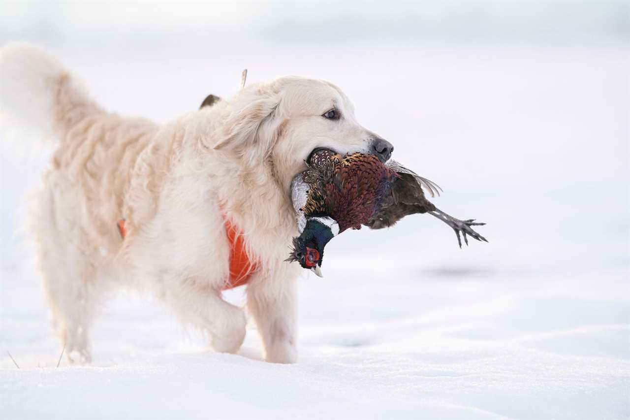 golden retriever with bird